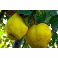 Саженец Айва Румо (грушевидная)